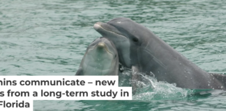 Bottlenose dolphins are social creatures that use whistles and clicks to communicate with each other. Brookfield Zoo Chicago's Sarasota Dolphin Research Program, taken under NMFS MMPA Scientific Research Permit